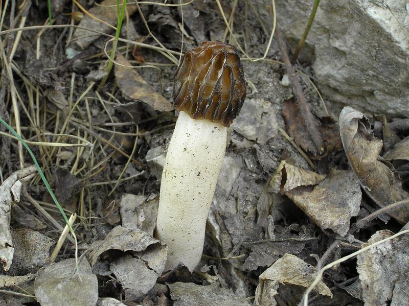 Morchella semilibera